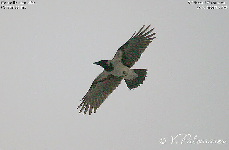 Hooded Crow