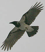 Hooded Crow