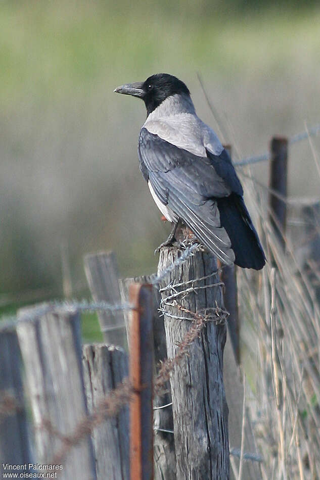 Hooded Crowadult, aspect