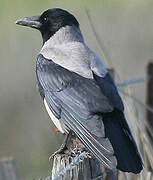 Hooded Crow