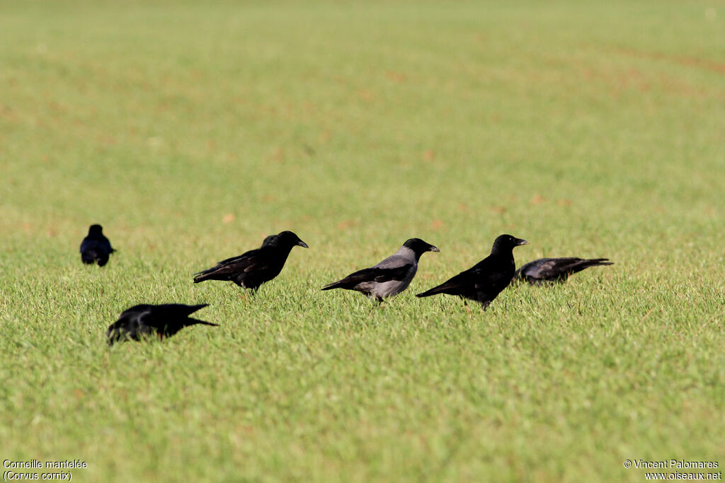 Hooded Crow