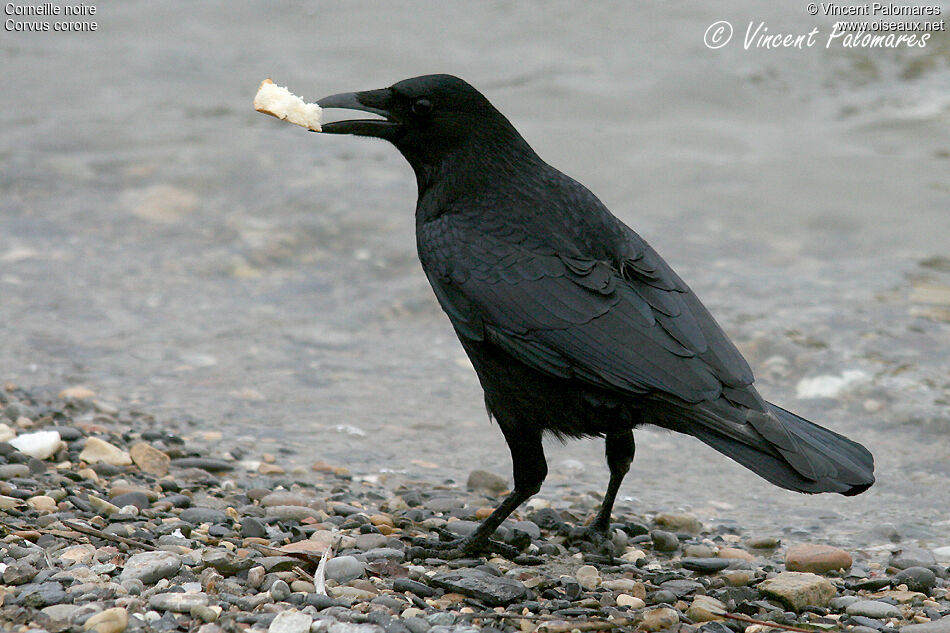 Carrion Crow