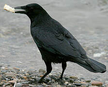 Carrion Crow