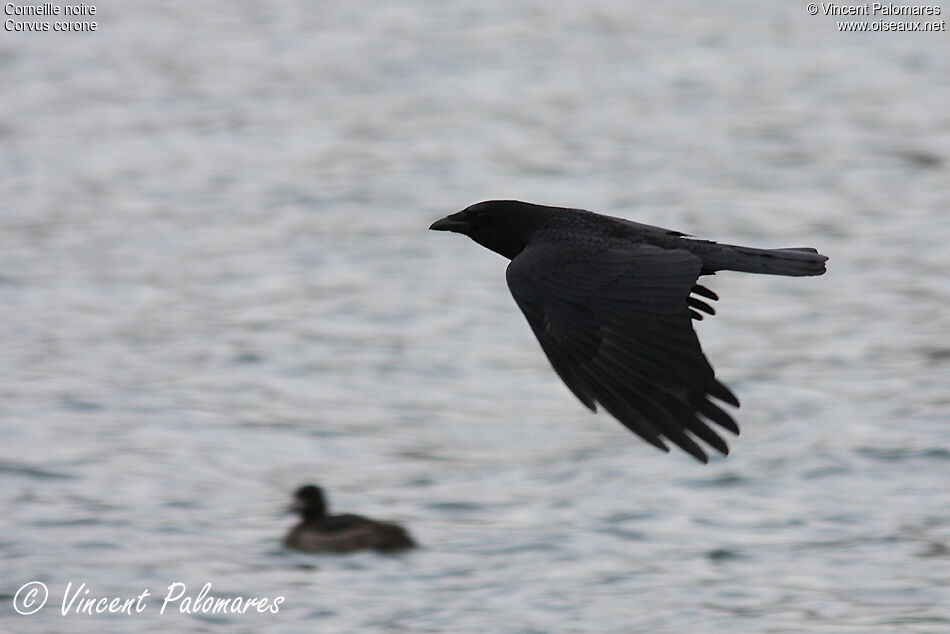 Carrion Crow