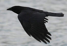 Carrion Crow