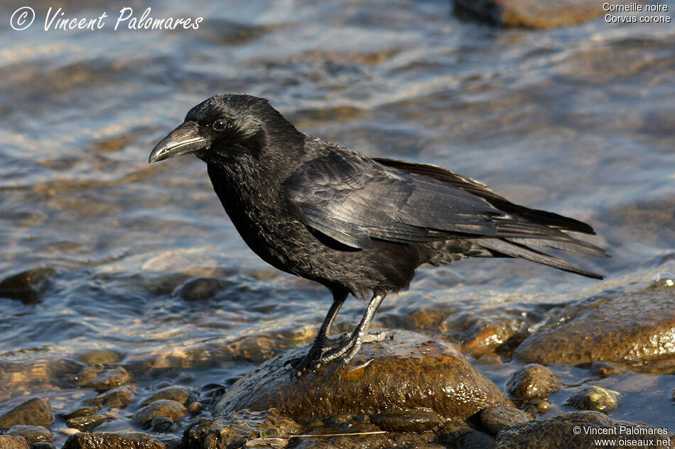 Carrion Crow