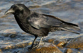 Carrion Crow