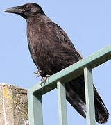 Carrion Crow