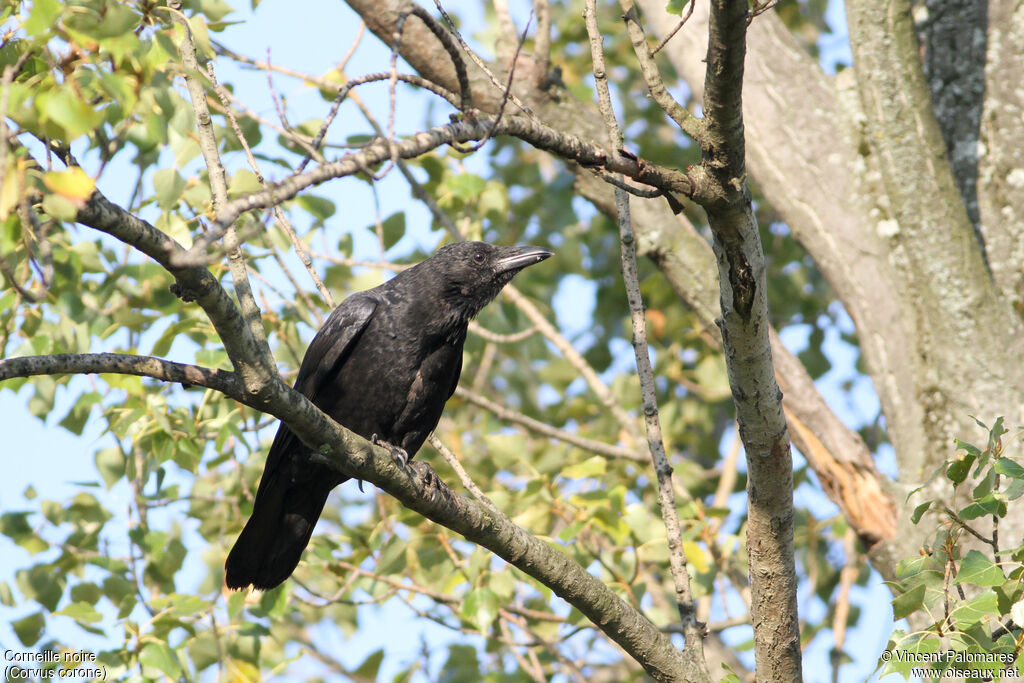 Carrion Crow