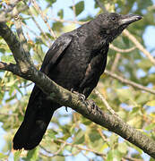 Carrion Crow