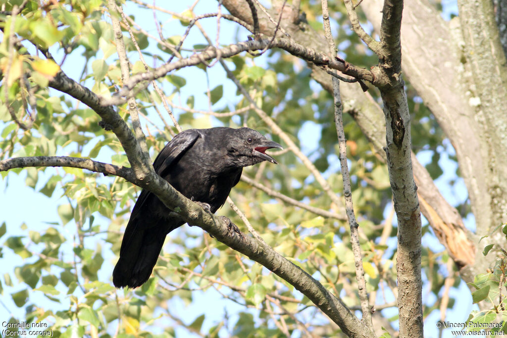 Carrion Crow