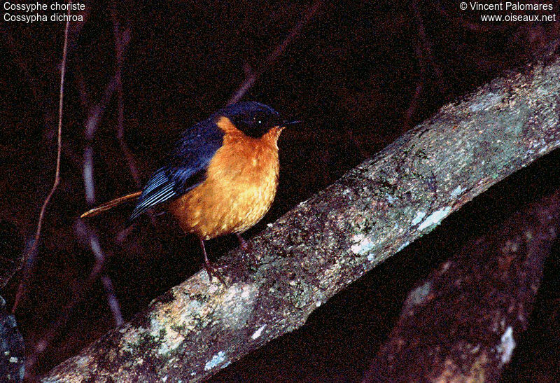 Chorister Robin-Chat