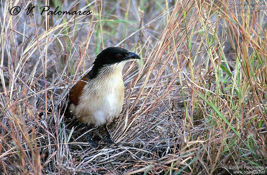 Burchell's Coucal