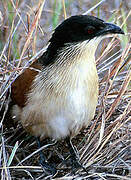 Burchell's Coucal