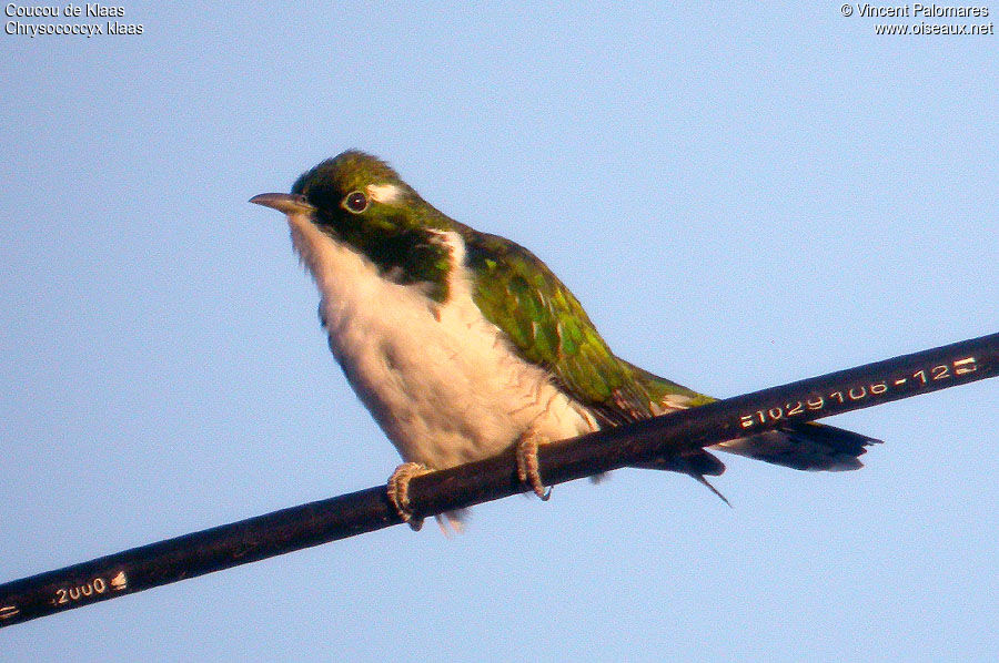 Klaas's Cuckoo