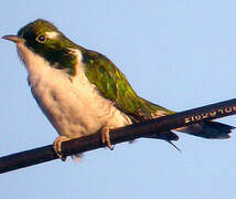 Klaas's Cuckoo