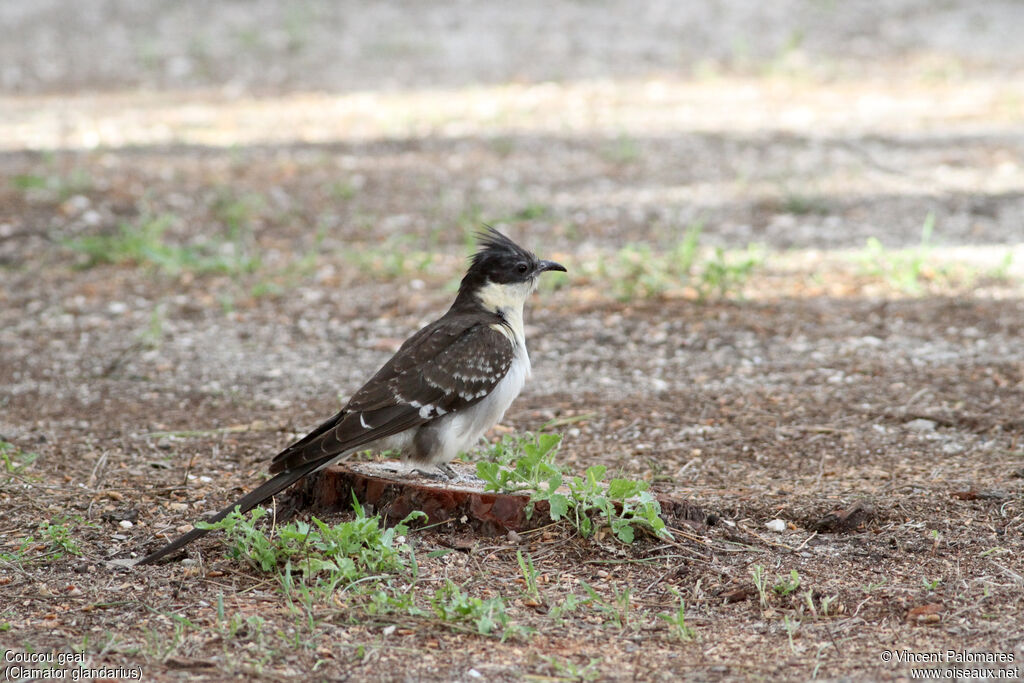 Great Spotted Cuckoo