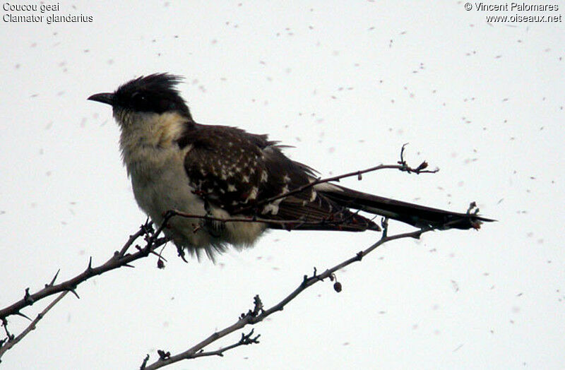 Great Spotted Cuckoo