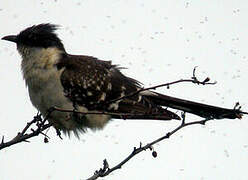 Great Spotted Cuckoo