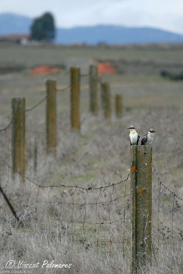 Great Spotted Cuckooadult breeding, Reproduction-nesting