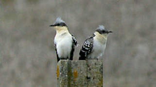 Great Spotted Cuckoo