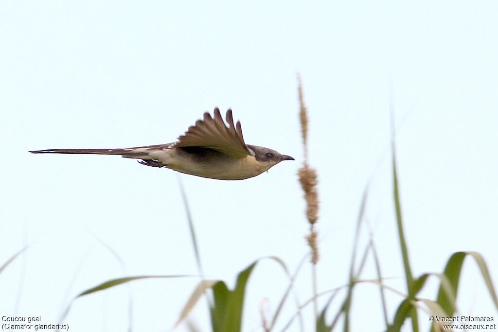 Great Spotted Cuckoo