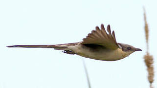 Great Spotted Cuckoo