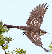 Great Spotted Cuckoo