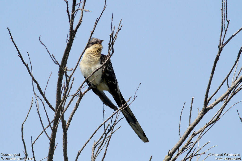 Great Spotted Cuckoo