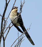 Great Spotted Cuckoo