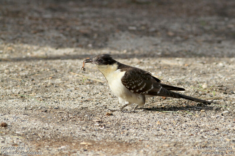 Great Spotted Cuckoo, eats