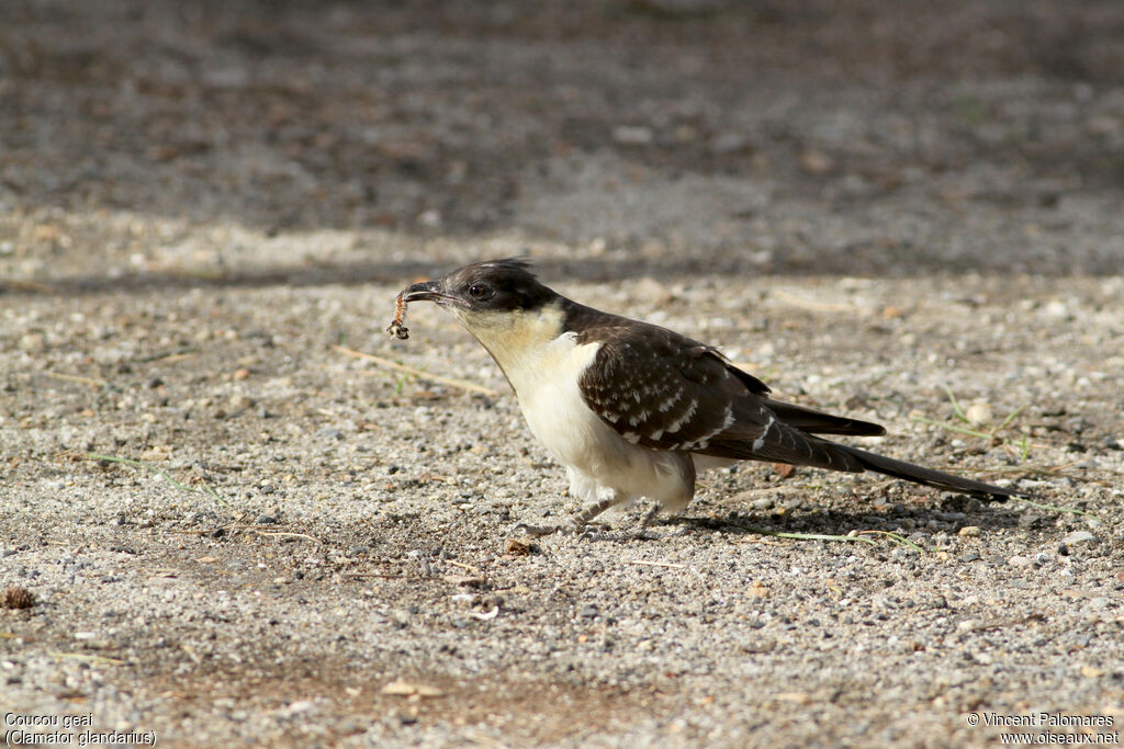 Great Spotted Cuckoo, eats