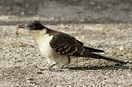 Great Spotted Cuckoo