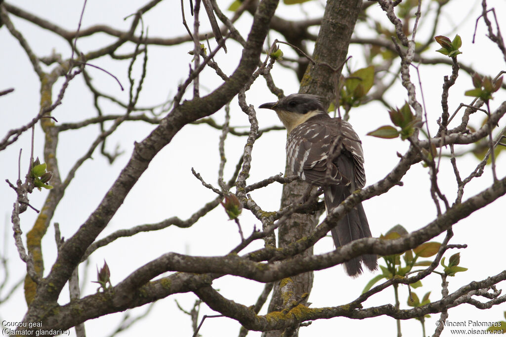 Great Spotted Cuckoo