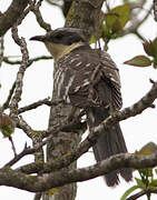 Great Spotted Cuckoo