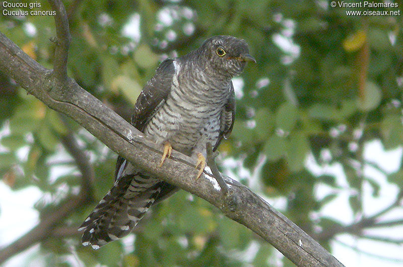 Common Cuckoo