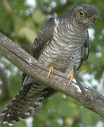 Common Cuckoo