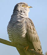 Common Cuckoo