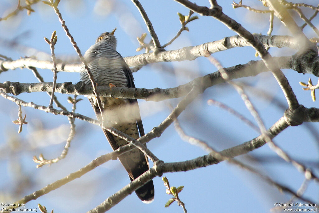 Common Cuckoo