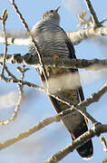 Common Cuckoo