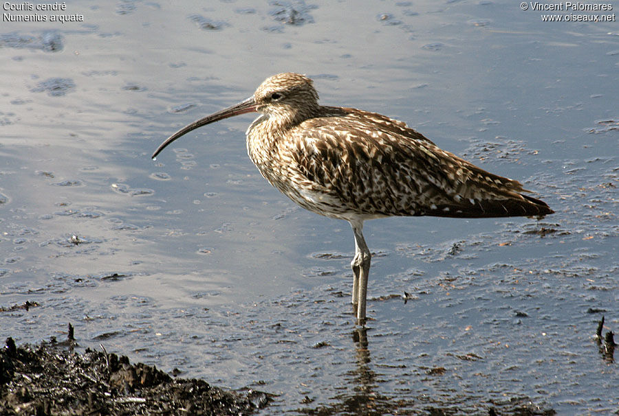 Eurasian Curlew