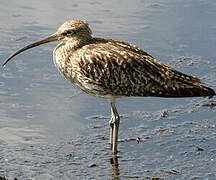 Eurasian Curlew