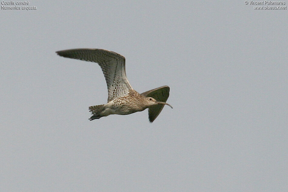 Eurasian Curlew