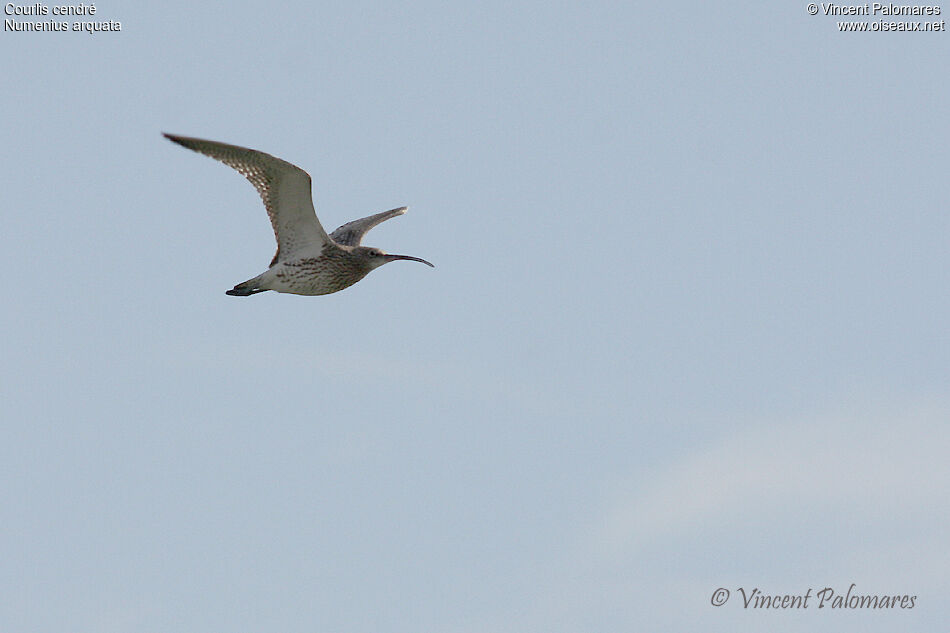 Eurasian Curlew