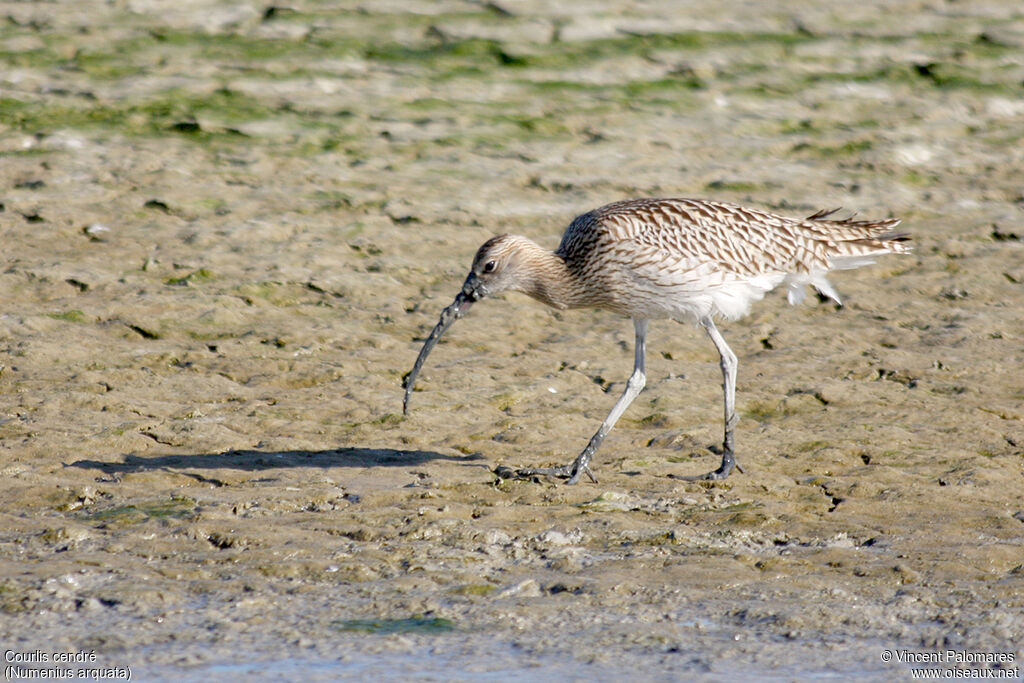 Eurasian Curlew