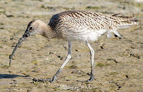 Eurasian Curlew