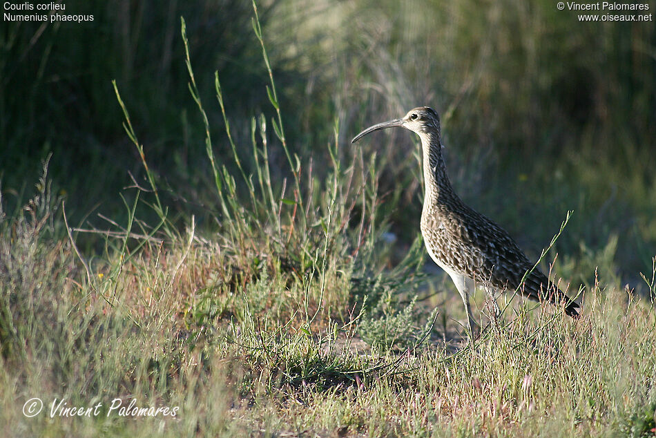 Eurasian Whimbrel