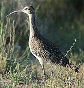 Eurasian Whimbrel