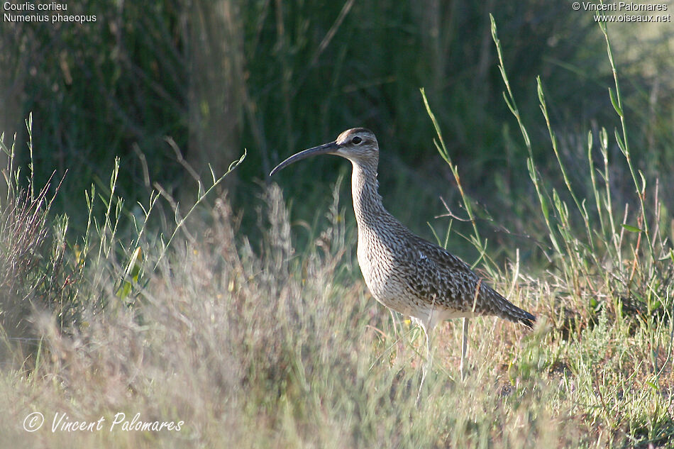 Eurasian Whimbrel