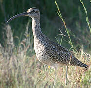 Eurasian Whimbrel